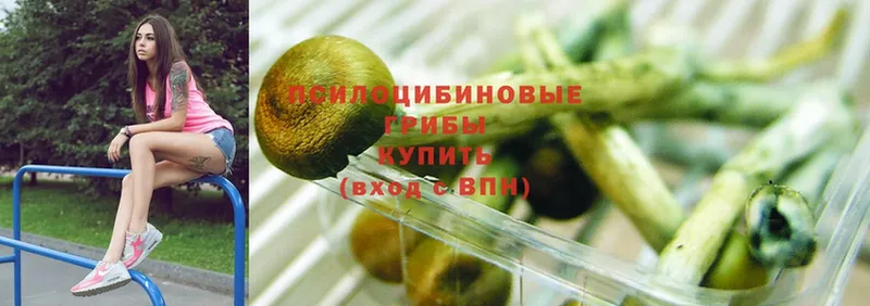 Псилоцибиновые грибы Psilocybine cubensis  Жигулёвск 